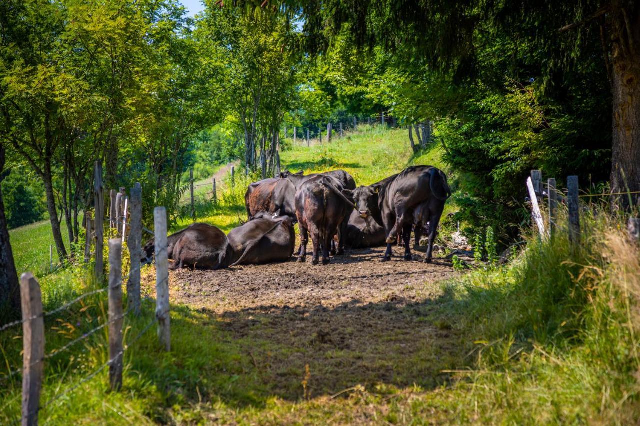 Apartmán Daarhof Wagrain Exteriér fotografie
