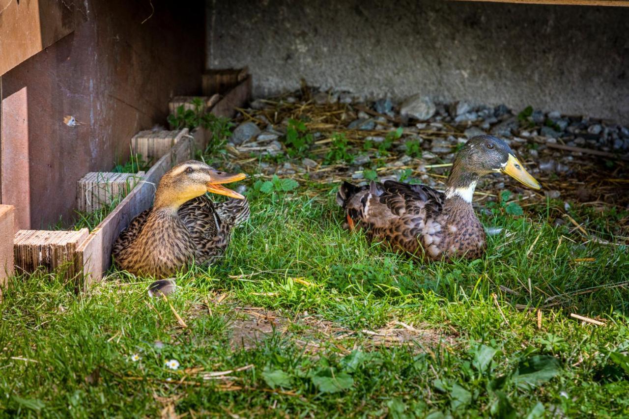 Apartmán Daarhof Wagrain Exteriér fotografie